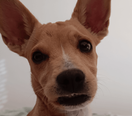 Head pic of a small, big-eared, beige puppy. Her lip has curled inside, exposing her teeth, and making her look quite silly.
